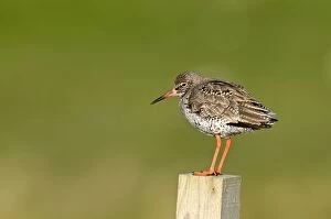 Images Dated 8th June 2009: Redshank - standing on wooden fence post