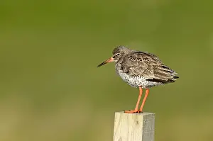 Redshanks Prints: Redshank - standing on wooden fence post - North Uist - Outer Hebrides