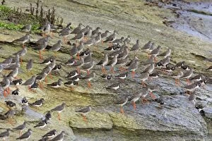 Images Dated 23rd October 2006: Redshank - and Turnstone (Arenaria interpres), flock resting on coast at high tide, autumn