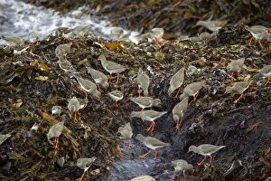 Redshank - and Turnstone (Arenaria interpres), flock feeding on creatures in the seaweed at high tide, Autumn