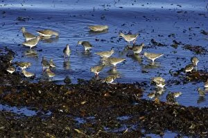 Images Dated 23rd October 2006: Redshank - and Turnstone (Arenaria interpres), flock feeding on seashore at high tide, autumn