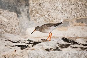 Images Dated 11th December 2007: Redshank - UK