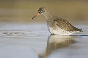 Images Dated 11th February 2005: Redshank - Wading