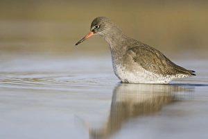 Images Dated 11th February 2005: Redshank Wading Cleveland, UK