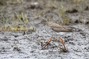 Redshank - walking across mudflats, foraging for food, Island of Texel, The Netherlands Date: 11-Feb-19
