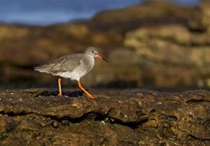 Redshank - walking on top of rocks