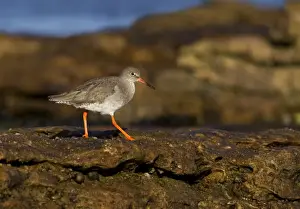 Searching Prints: Redshank - walking on top of rocks - Burghead - Scotland - UK