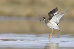 Images Dated 11th February 2005: Redshank Wing-flapping Cleveland, UK