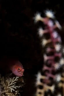 Redspot Dwarfgoby in hole by coral Nudi Retreat