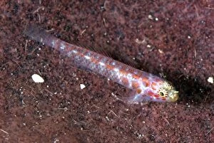 Images Dated 12th December 2008: Redspotted Pygmygoby