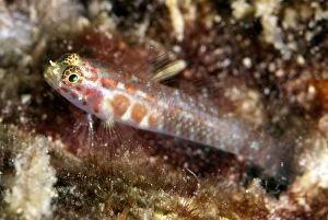 Images Dated 18th December 2008: Redspotted Pygmygoby