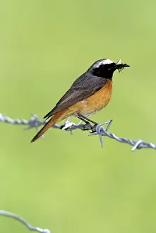 Redstart Prints: Redstart