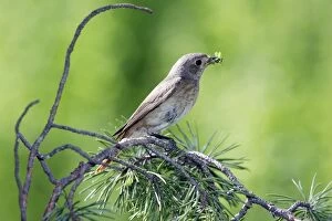 Redstart - female