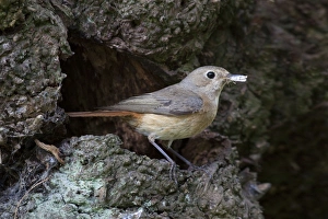 Redstart - female with food for young standing outside nest site - June - Redstart - female with food for young standing outside nest site - June -