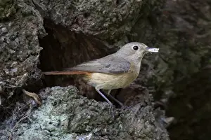 Cannock Chase Prints: Redstart - female with food for young standing outside nest site - June - Cannock Chase
