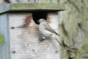 Nest Boxes Prints: Redstart - female at nest box entrance - Hessen - Germany