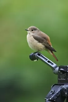 Redstart - female perched on camera tripod in garden