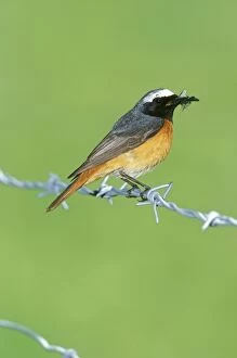 Redstart - with insect in beak