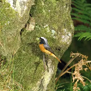 Redstart - male
