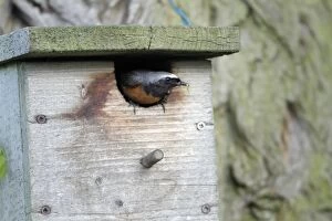 Images Dated 22nd May 2010: Redstart - male at nest box entrance - Hessen - Germany
