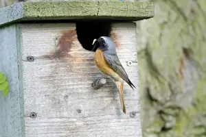 Nest Boxes Prints: Redstart - male at nest box entrance - Hessen - Germany