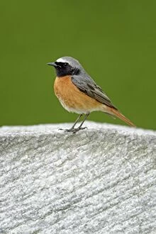 Images Dated 22nd May 2010: Redstart - male perched on gravestone - Hessen - Germany