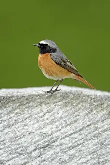 Redstart Prints: Redstart - male perched on gravestone - Hessen - Germany