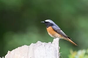 Images Dated 3rd May 2016: Redstart - male - perched on stump - Romania