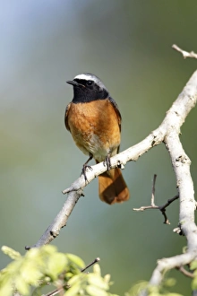 Images Dated 22nd May 2010: Redstart - male sitting on branch - Hessen - Germany