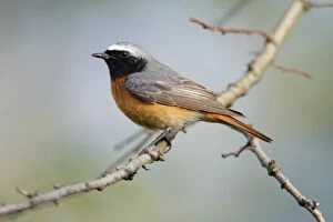Images Dated 22nd May 2010: Redstart - male sitting on branch - Hessen - Germany