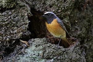 Redstart - male standing outside nest site on a old tree - June Redstart - male standing outside nest site on a old tree - June