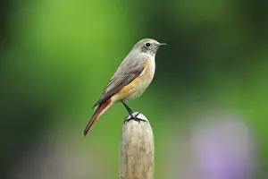 Redstart Prints: Redstart - male in winter plumage, in garden, Lower Saxony, Germany