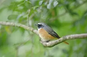 Images Dated 22nd August 2008: Redstart - perched on branch
