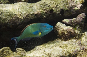Images Dated 11th November 2011: Redtail Parrotfish (Sparisoma chrysopterum)