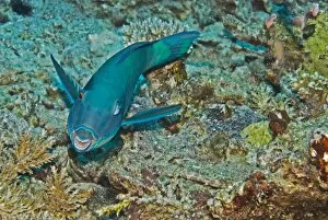 Redtail Parrotfish - One of the most wary of parrotfishes, The terminal male is bright yellow with pink touches