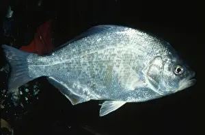 Perches Prints: Redtail Surfperch Southern coast of California