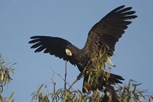 Redtailed Black Cockatoo Landing at the top of a eucaly