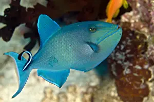 Maldives Prints: Redtooth / Red-toothed Triggerfish - being cleaned by a Cleaner Wrasse (Labroides dimidiatus) - Maldives