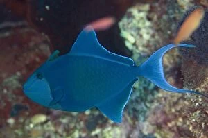 Images Dated 7th November 2013: Redtooth Triggerfish
