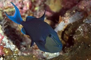 Images Dated 13th April 2007: Redtooth Triggerfish
