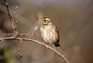 Images Dated 1st March 2006: Redwing