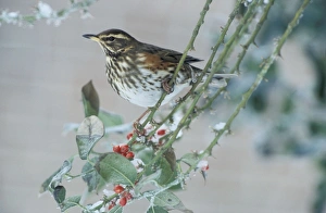 Images Dated 31st January 2006: Redwing - Adult feeding on the berries of the holly (Ilex aquifolium pyramidalis')