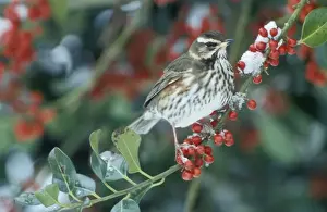 Redwing Prints: Redwing - Adult feeding on the berries of the holly (Ilex aquifolium pyramidalis')