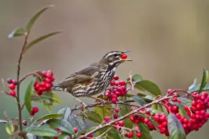 Redwing - eating cotoneaster berries - Bedfordshire UK 8800