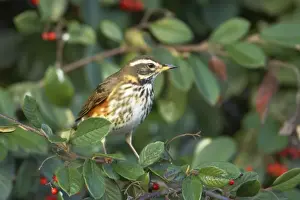 Redwing Prints: Redwing - Feeding on Autumn Berries Turdus iliacus Essex, UK BI015158