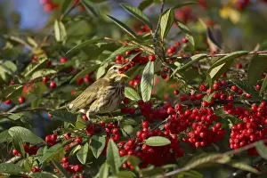 Redwing - Feeding on Autumn Berries Turdus iliacus Essex, UK BI015184