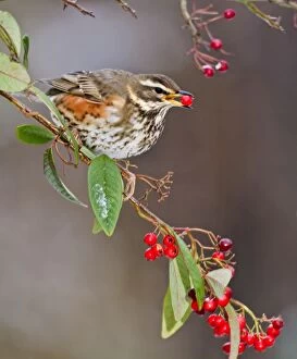 Images Dated 6th January 2010: Redwing - feeding on cotoneaster