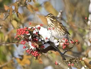 Images Dated 7th January 2010: Redwing perched on branch covered in red berries and snow