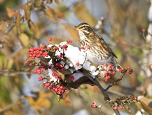 Images Dated 7th January 2010: Redwing perched on branch covered in red berries and snow