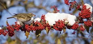 Images Dated 7th January 2010: Redwing - with red berry in mouth - perched on branch covered in red berries and snow
